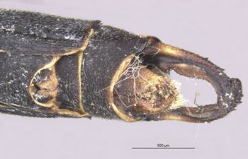 Media type: image;   Entomology 12143 Aspect: abdomen ventral view
